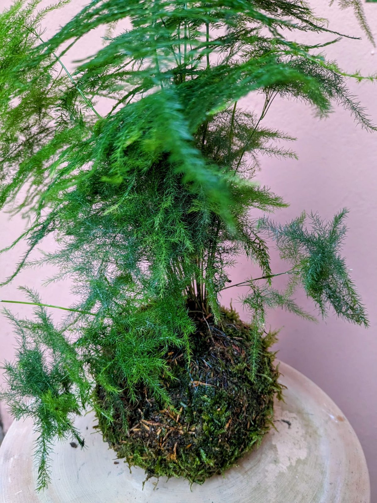 Kokedama, boule de mousse japonaise - La Lunaire fleuriste Boucau