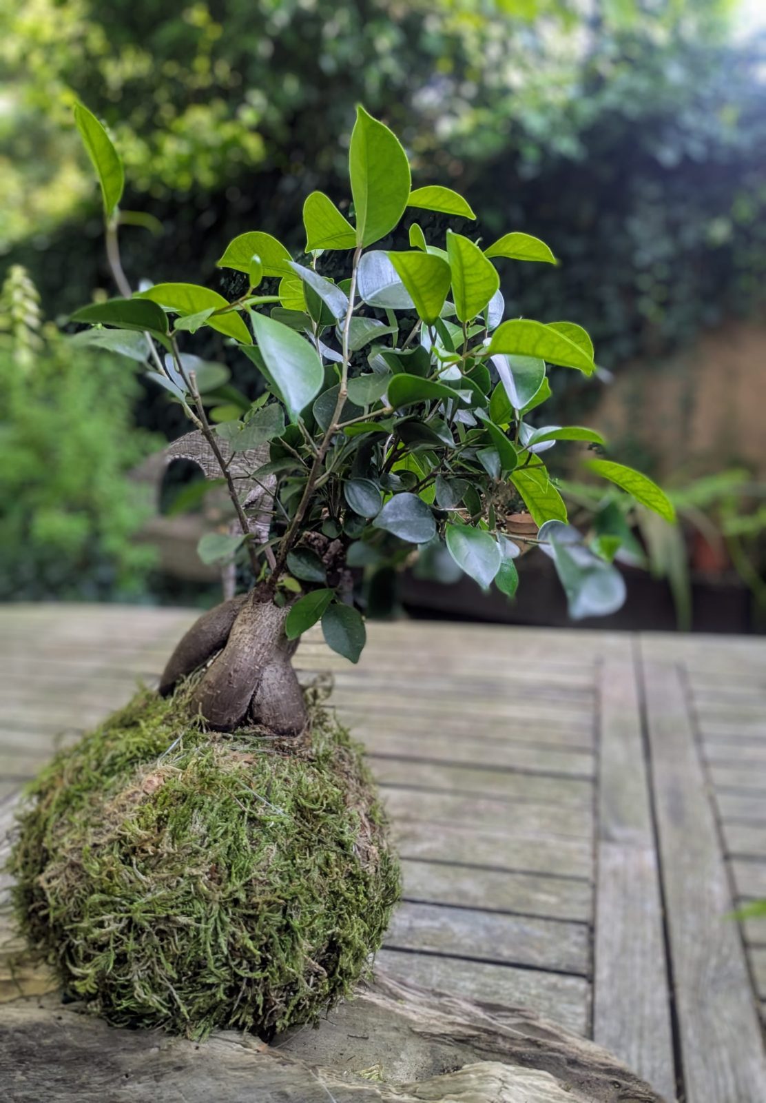 Kokedama, détail de la sphère végétale - La Lunaire Boucau