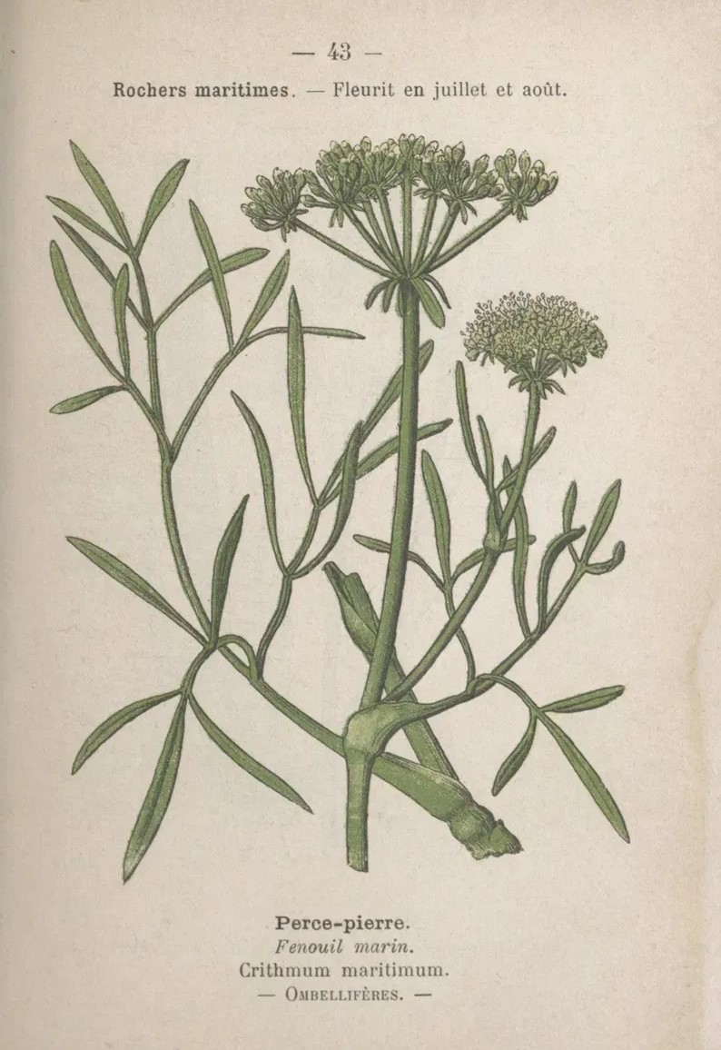 Perce-pierre, Crithmum maritimum, gravure botanique ancienne