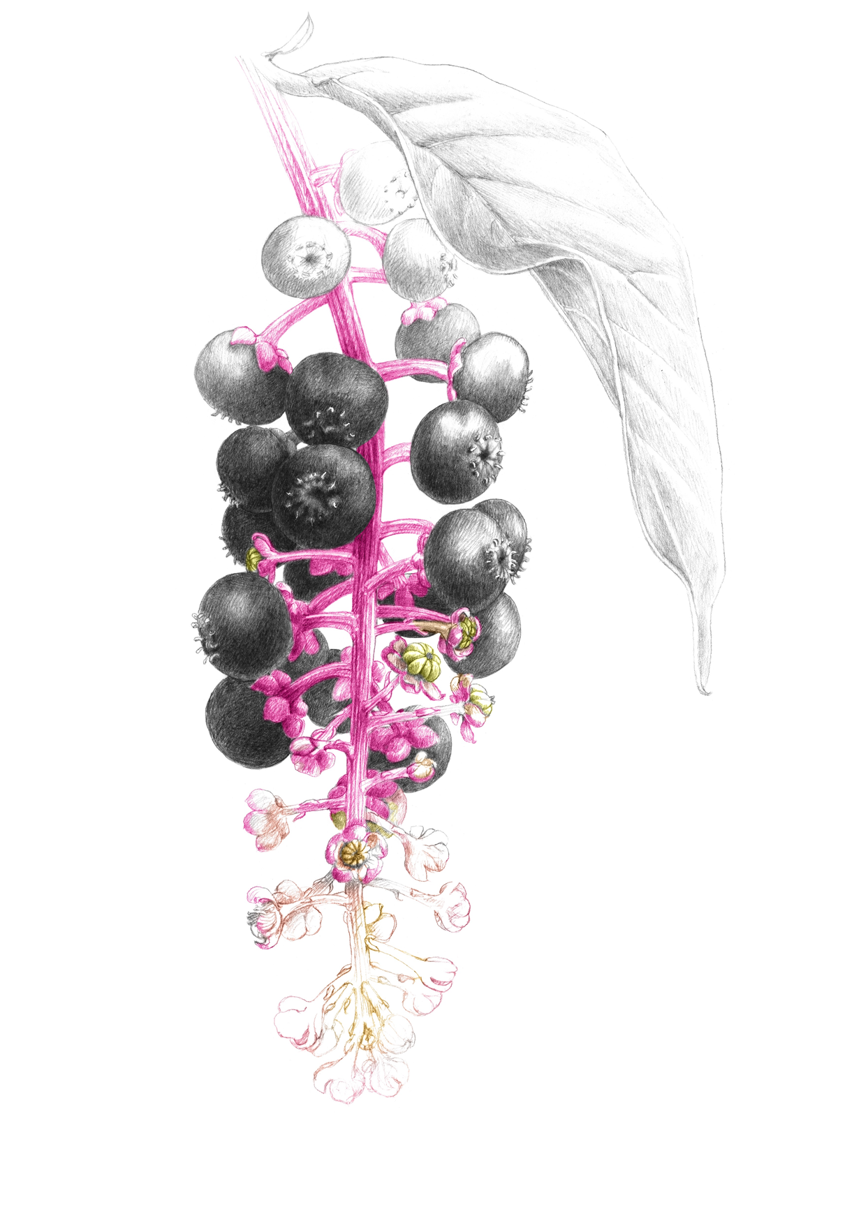 Raisin d'Amérique, illustration botanique de Florence Gendre, extraite de l'ouvrage Éloge des Indisciplinées