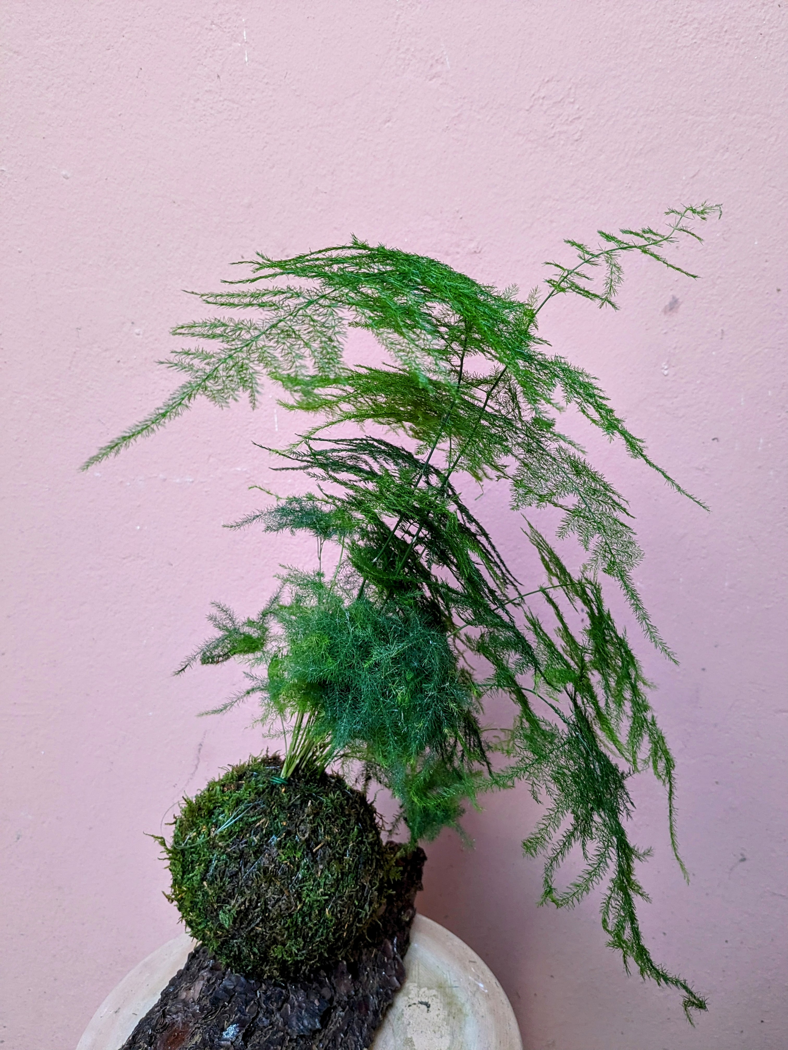Kokedama asparagus sur fond rose — La Lunaire